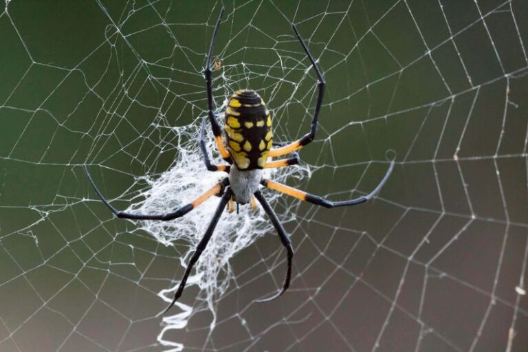 What It Really Means When A Black And Yellow Garden Spider Builds In Your North Carolina Flower Beds