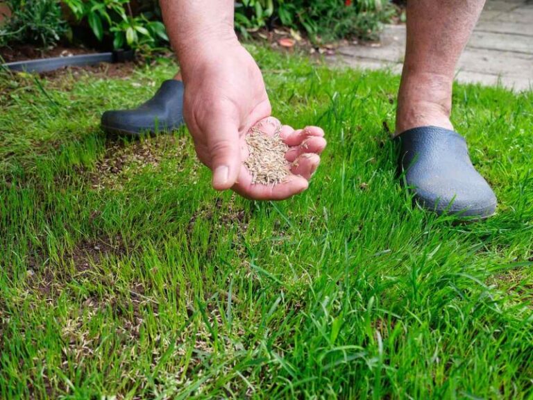 Thin Fall Lawn? Why Overseeding May Help Before You Reach for Fertilizer