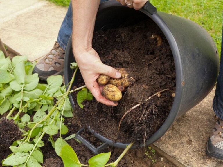 Can One Patio Pot Grow Pounds of Potatoes? How To Set It Up For Spring