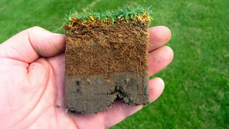Thin Fall Lawn? Measure the Thatch Before You Rent a Dethatcher