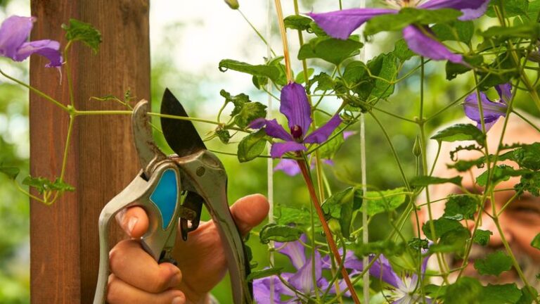 Clematis Barely Bloomed This Year? Check Its Pruning Group Along With Light and Winter Damage