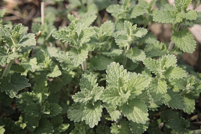 Catnip Oil Has Been Tested Against Mosquitoes, but a Patio Plant Is Not Proven Protection