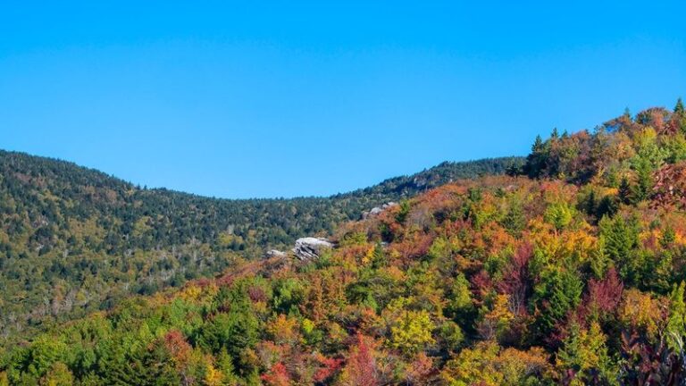 Why the 2026 Outlook Points to Uneven North Carolina Fall Color And What It Means For Your Yard’s Trees