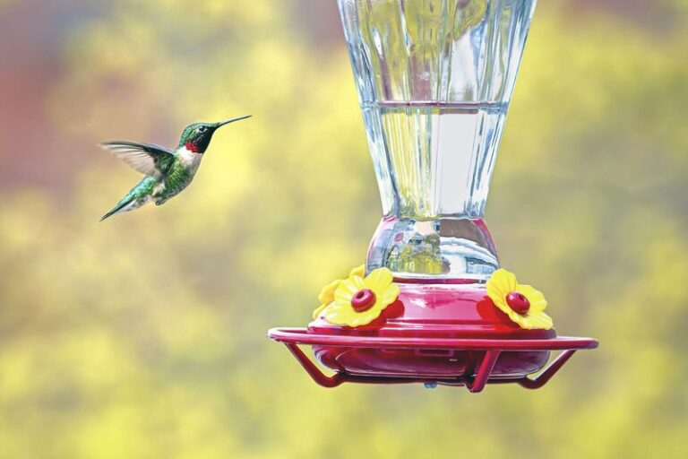 When to Take Down Your North Carolina Hummingbird Feeder: Timing and Local Sightings