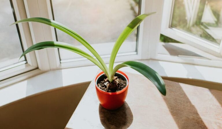 Thinking About Tossing Your Amaryllis Bulb After It Blooms? Post-Bloom Care Can Help It Flower Again