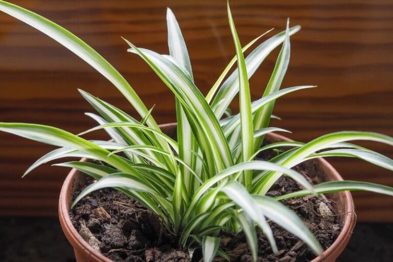 Spider Plant Roots and Microbes Removed Formaldehyde in Lab Experiments