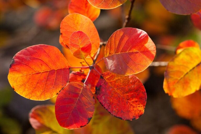 If You Want Fall Color With Almost No Work, Here Are 15 Shrubs That Blaze Every Year
