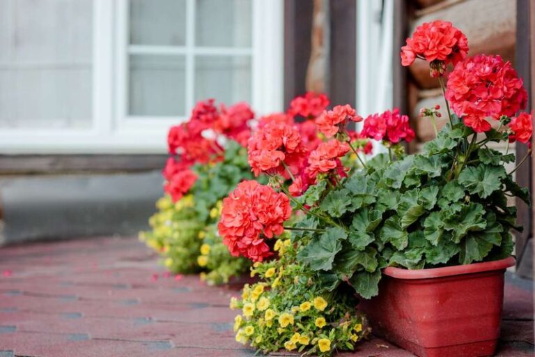 Your North Carolina Geraniums Come Back Next Spring Without Growing All Winter, And Here’s How