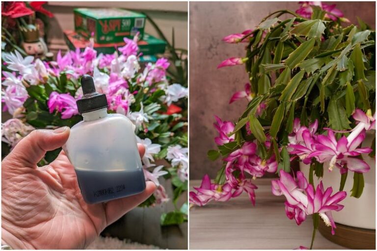 Your Christmas Cactus Needs These 7 Things From You Before Thanksgiving To Bloom On Time