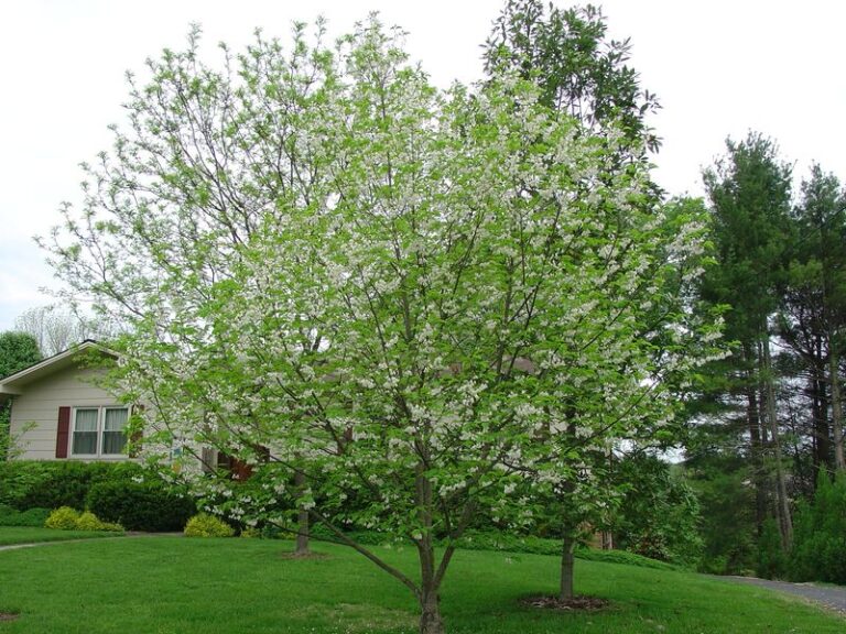 Carolina Silverbell: A Spring-Blooming North Carolina Native Worth Considering for the Right Yard