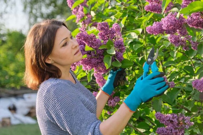 Fall Pruning Can Reduce Your Lilac’s Spring Blooms: When to Cut Instead