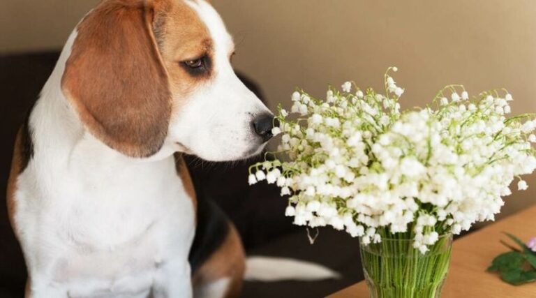 Lily Of The Valley Is A Poisonous Ornamental: Keep Even The Vase Water Out Of Reach