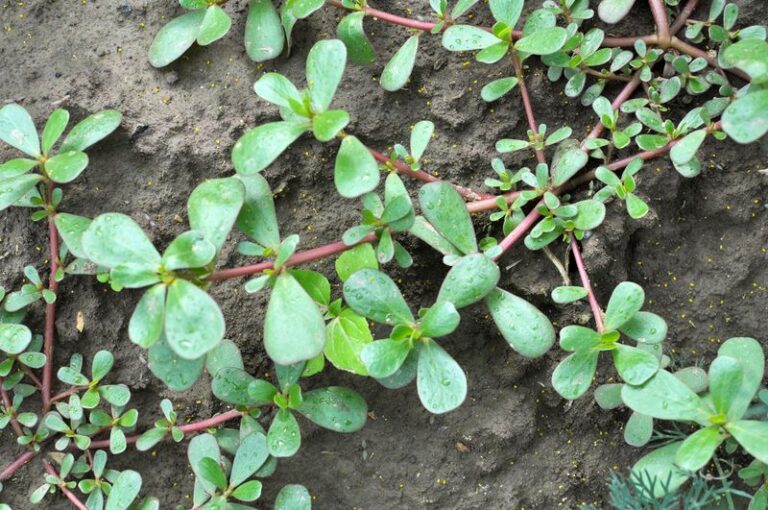 Purslane vs. Spinach: What One Study Found About Plant Omega-3 in Garden Purslane
