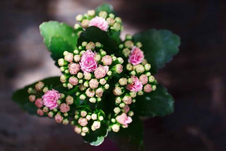 If Your Kalanchoe Never Bloomed Again After The Store, Here’s The Fall Habit That May Help Bring Flowers Back
