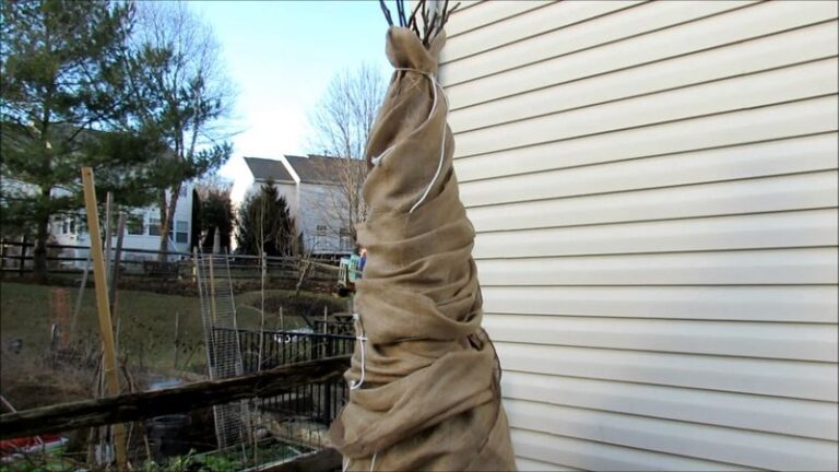 Wrapping Your Fig Tree For Winter Takes One Afternoon, And It Saves Next Summer’s Whole Crop