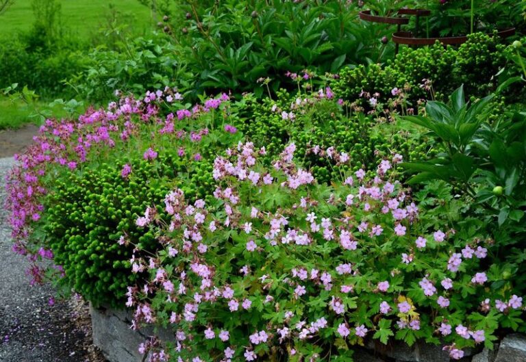 Stop Weeding That Shady Corner – 13 Shade Ground Covers That Choke Out Weeds On Their Own