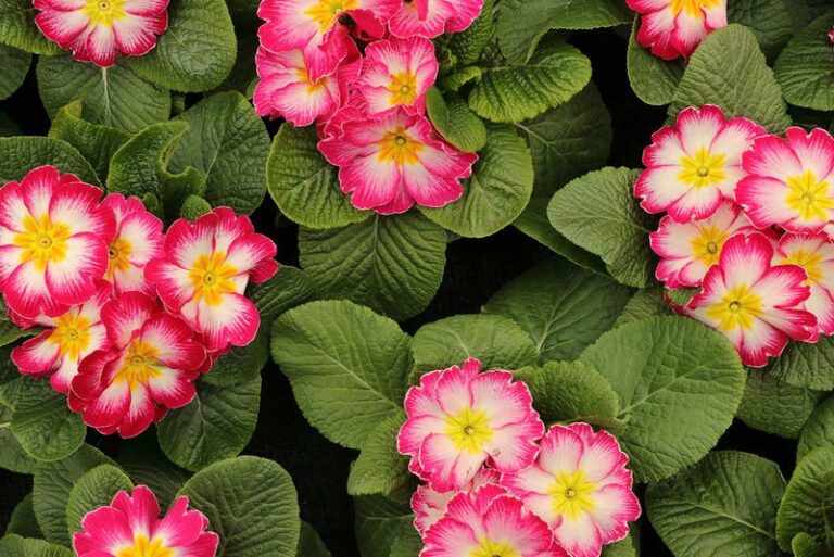 17 Low-Growing Perennials That Fill Bare Beds Before Spring and Come Back Every Year