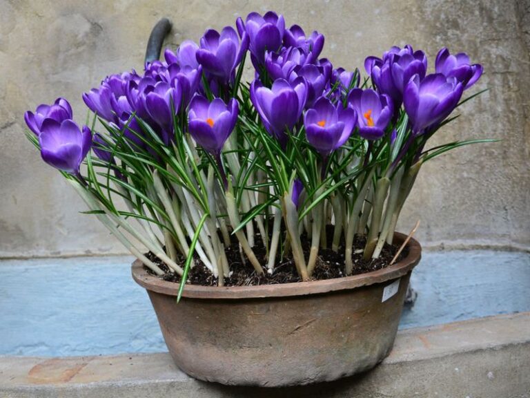 Not Sure What To Do With Your Leftover Fall Bulbs? 15 Of Them Bloom Indoors In Pots All Winter