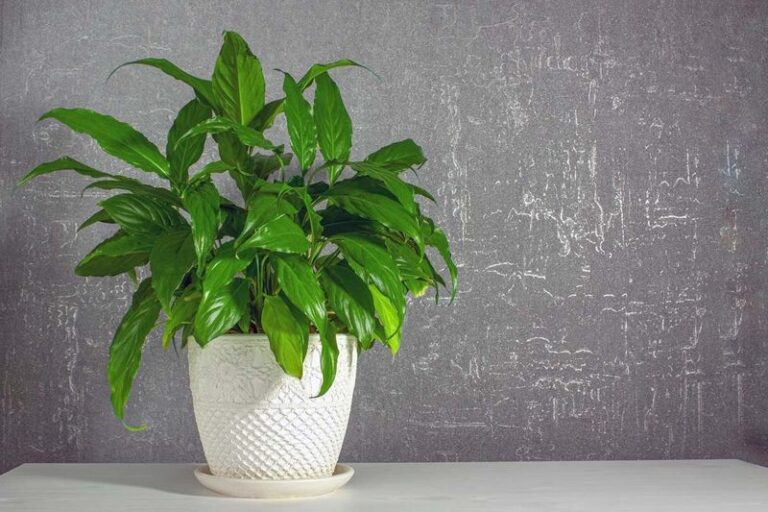 Peace Lily Not Flowering Indoors? Check Your Light Before Reaching for Fertilizer