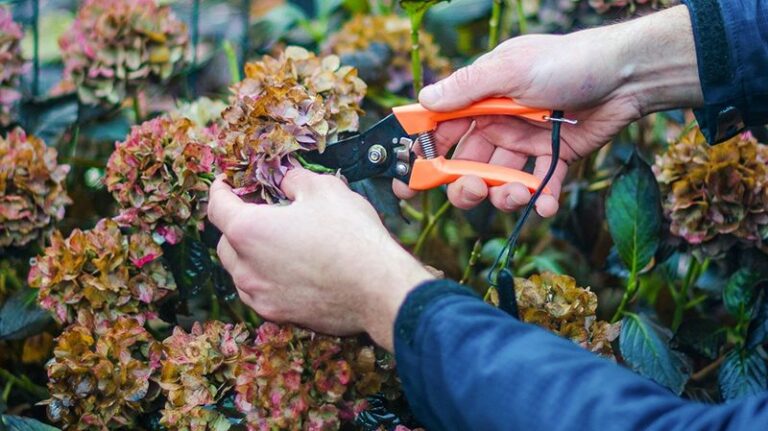 These 7 Fall Pruning Mistakes Quietly Rob Your Hydrangeas Of Next Summer’s Flowers