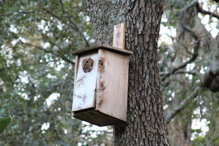 What an Owl Box May and May Not Do for a North Carolina Yard