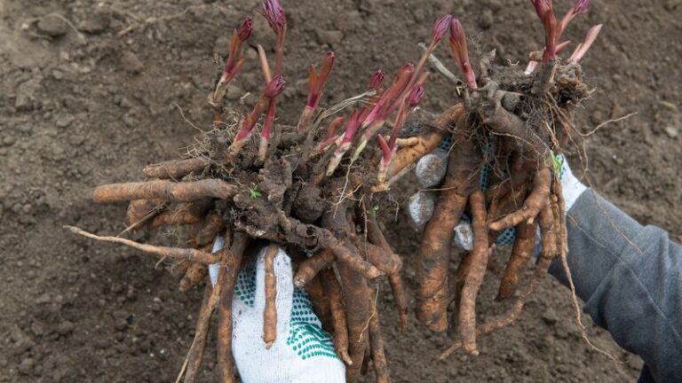 7 Fall Jobs Your Peonies Need Before Winter (Most Gardeners Forget The One That Matters Most)
