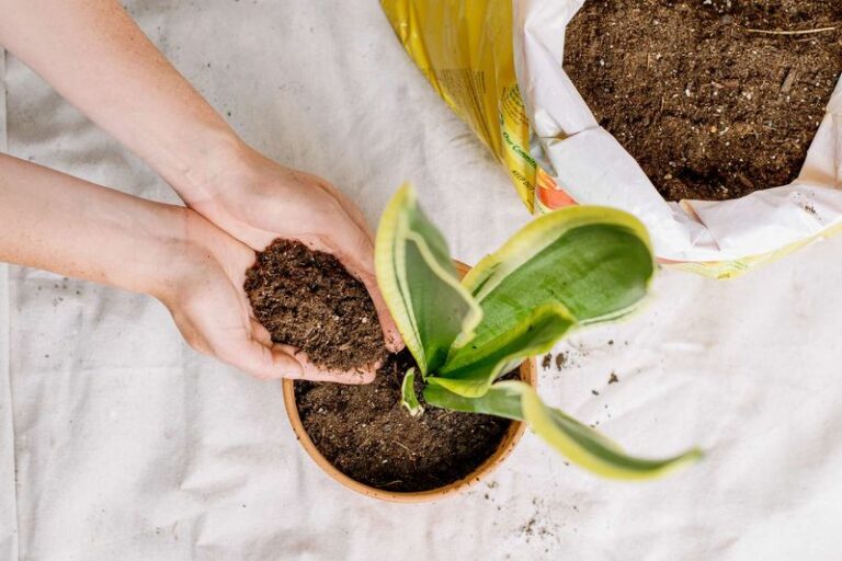 Why Your Snake Plant Makes Pups on Its Own Schedule, and How to Support It