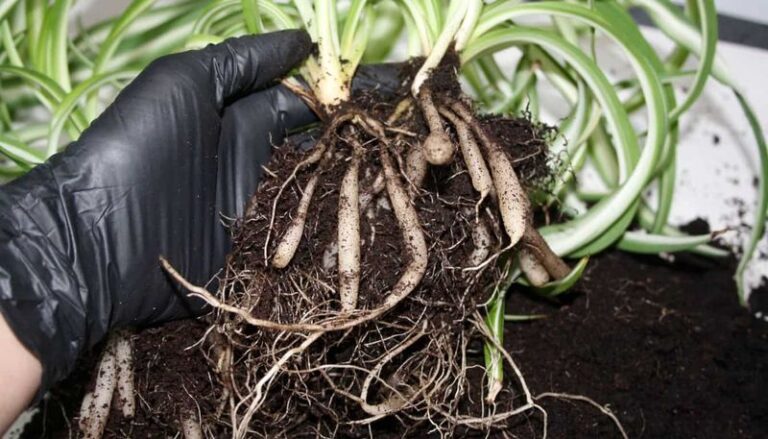 Your Spider Plant Stopped Growing? 21 Watering Fixes That Bring Back Fresh New Babies All Winter
