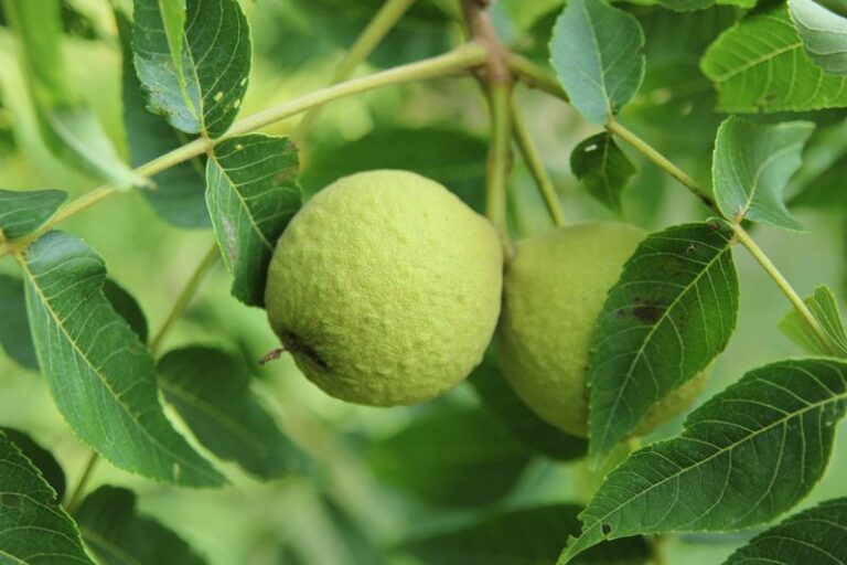 A Black Walnut Near Your Tomato Bed May Be a Concern, but It Does Not Prove Juglone Is Harming Your Plants
