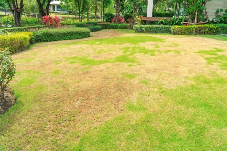 Your Lawn Isn’t Brown Just From Summer Heat: Real Reasons It Faded and How to Assess Them This Fall