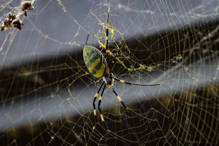 The Surprising Reason North Carolina Gardeners Are Leaving Joro Spider Webs Up Around The Porch This Fall