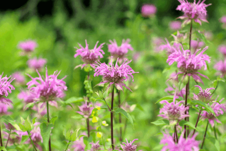 These North Carolina Native Perennials Fill The Spot Where Your Black-Eyed Susans Keep Flopping By August