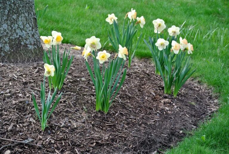 Fall Planting Tips That Help North Carolina Daffodils Get a Good Start