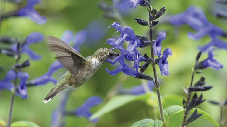13 Fall-Blooming Flowers That Keep Hummingbirds Fueled For Migration (And 5 That Waste Your Space)