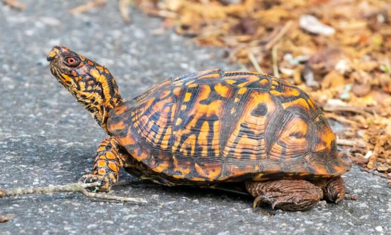 What It May Mean When a Box Turtle Stops Showing Up in Your North Carolina Yard This Late in Fall