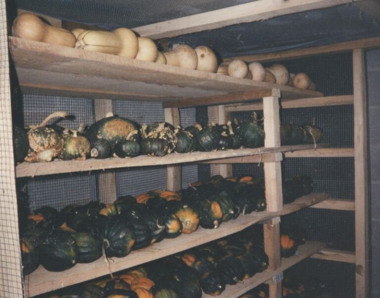 The Common Mistakes North Carolina Gardeners Make Storing Winter Squash That Rot It Before Thanksgiving