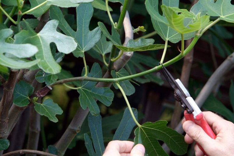 Pruning Your Fig Tree: Keeping Last Year’s Shoots Can Preserve Brebas, and Here’s Where To Cut