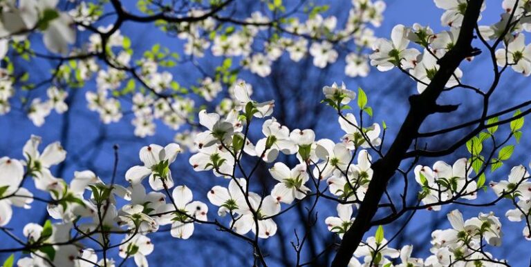 Protect Your North Carolina Dogwood’s Buds This October for Spring Flowers