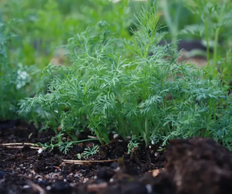 These 12 Beet Companion Plants Mean Bigger Roots Next Spring (And 5 You Should Never Plant Nearby)