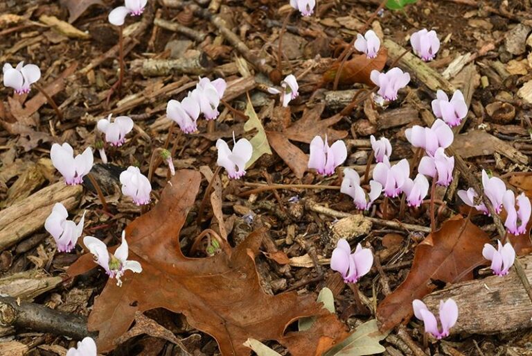 Hardy Cyclamen Brings Fall Flowers and Winter Foliage to North Carolina Shade Gardens