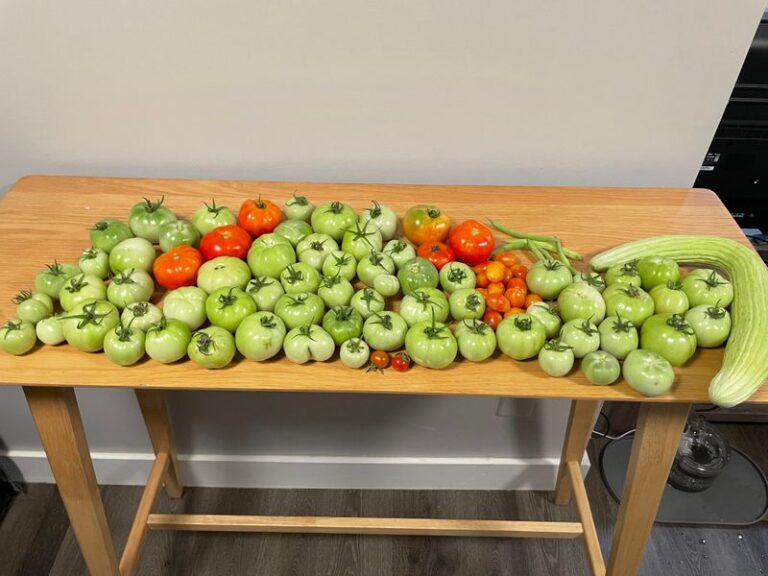 Got Tomato Plants Still Hanging On Before a Killing Freeze? Pull Them and Ripen Suitable Green Tomatoes Indoors