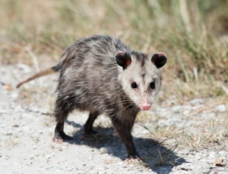 Do Opossums Really Eat Thousands of Ticks? What the Research Says About Your Nighttime Yard Visitor