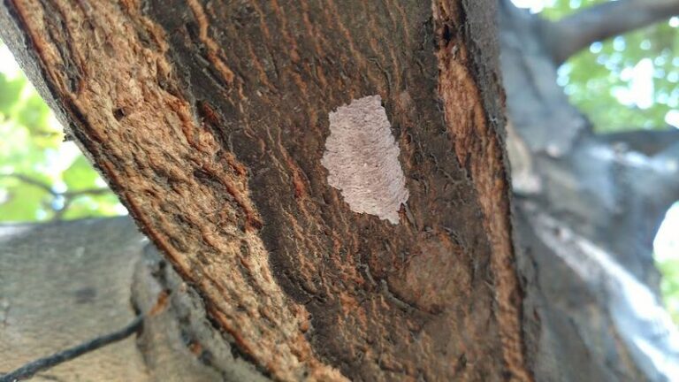 Spotted Lanternfly Egg Masses in North Carolina: When and How to Check Your Yard