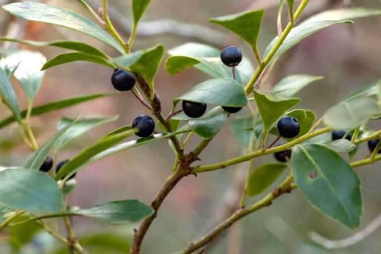 These 9 North Carolina Native Shrubs Keep Their Berries Into February When Your Backyard Birds Need Them Most