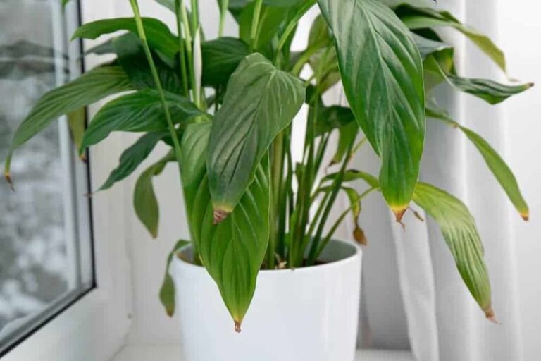Brown Peace Lily Tips: What to Check Before Changing How You Water