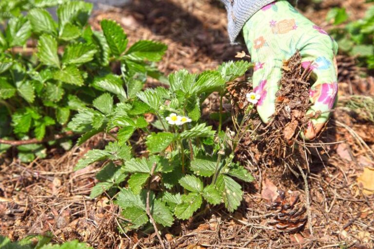Pine Needles Piling Up Under Your Trees Can Be a Free Winter Mulch for Your Strawberry Bed