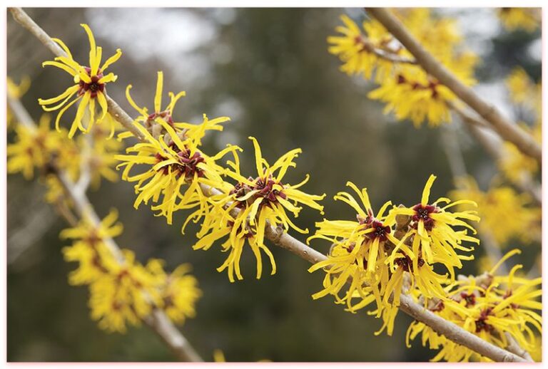 If You Plant These 15 Small Trees This Fall, Your Yard Becomes The One Neighbors Slow Down For Next Spring