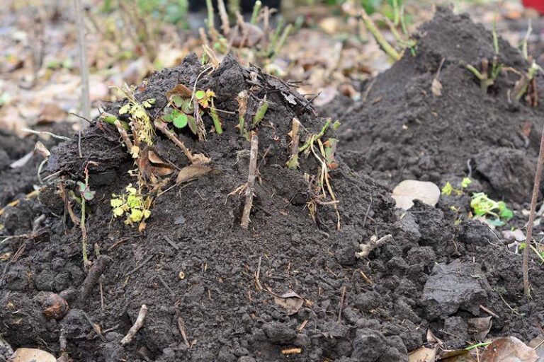 The Simple Rose Task You Do Before Winter That Decides How Strong Your Bushes Wake Up Next Spring