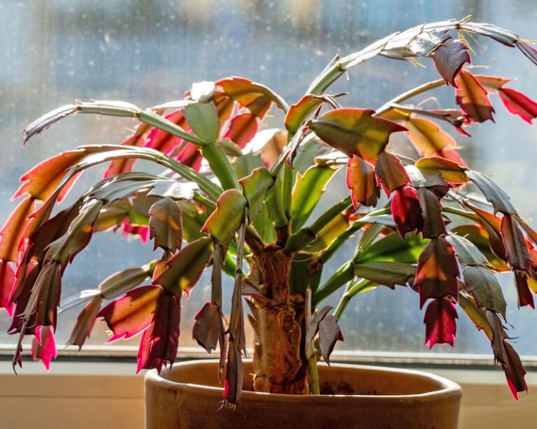Your Christmas Cactus Segments Turning Red Aren’t Always Trouble: Here’s What Your Plant Is Asking For