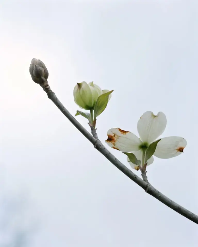 Skip This One October Step And Your North Carolina Dogwood Sits Bare Next Spring